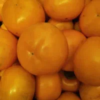 خرمالو ارگانیک درجه یک