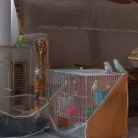 مرغ عشق دستی|پرنده|مشهد, هفده شهریور|دیوار