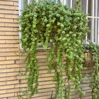 گلدان اویز|گل و گیاه طبیعی|بندر ماهشهر, |دیوار