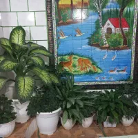 گلهای طبیعی|گل و گیاه طبیعی|یاسوج, |دیوار