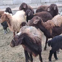 میش بره افشاری|حیوانات مزرعه|خمینیشهر, |دیوار