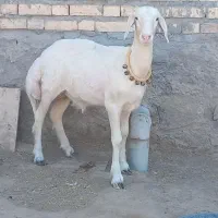 سلام دوستان عشق باز بره سفید پوست گاوی