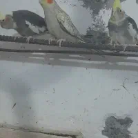 عروس هلندی|پرنده|رودسر, |دیوار