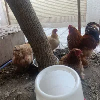 مرغ و خروس برهما
