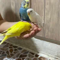 مرغ عشق|پرنده|نی‌ریز, |دیوار