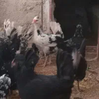 فروش ۱ عدد مرغ گلین سیاه چهل تاج ریشی