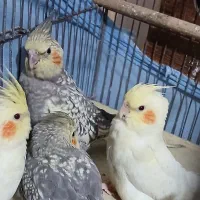 ۴ تا جوجه عروس هلندی نژاد لوتینو و گل باقالی