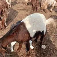 ۹تا بز زاییده همه جوان وشیرا|حیوانات مزرعه|سبزوار, رباط|دیوار