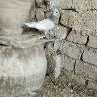 کبوتر