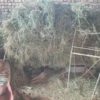 فروش یونجه|حیوانات مزرعه|قوچان, |دیوار