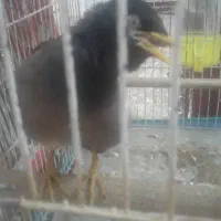 مرغ مینا|حیوانات مزرعه|آبگرم, |دیوار