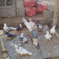 کبوتر پرشی|پرنده|سیرجان, |دیوار