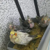 فروش عروس هلندی|پرنده|سنندج, |دیوار