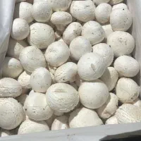 قارچ|خوردنی و آشامیدنی|تهران, شهرک دانشگاه|دیوار