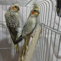 فروش عروس هلندی