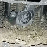 مرغ عشق|پرنده|یاسوج, |دیوار