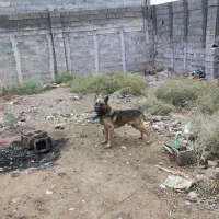سگ .|سگ|شیراز, گچی|دیوار