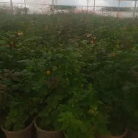 گل رز هلندی|گل و گیاه طبیعی|محلات, |دیوار
