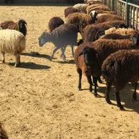 کاروانسرای شبانه‌روزی تهران|حیوانات مزرعه|تهران, شوش|دیوار