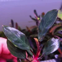 گیاه خاص آکواریوم پلنت