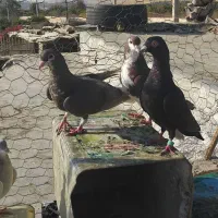 پلاکی|پرنده|کازرون, |دیوار