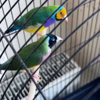 پرنده فنچ بهشتی گلدین