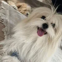 واگذاری سگ اموزش دیده