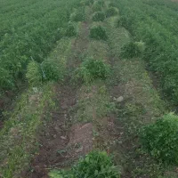 سبزی خورشتی درجه یک|خوردنی و آشامیدنی|اندیمشک, |دیوار