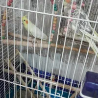 عروس هلندی نر ماده