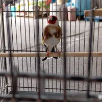 سهره چهار گل کشیده تازه صاف