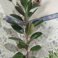 فروش گل فیکوس