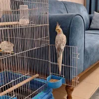 عروس هلندی نر باقفش