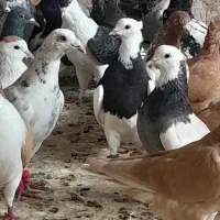 ۴۵ تا کفتر پرشی