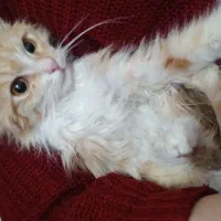 گربه میکس DSH Persian|گربه|بیرجند, |دیوار