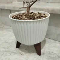 گلدان پلاستیکی با خاکش