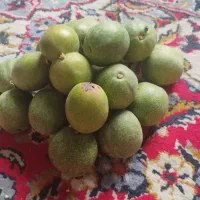 گردو گردو