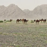 تور طبیعت‌گردی و کویر نوردی اطراف کاشمر