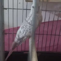 عروس ماده ایزابلا آماده تخم