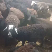 بره  شیشک|حیوانات مزرعه|زنجانرود, |دیوار