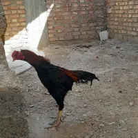 مرغ وخروس لاری اصل