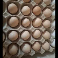 تخم مرغ خانگی