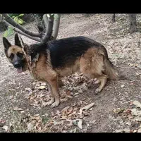 سگ ژرمن نر