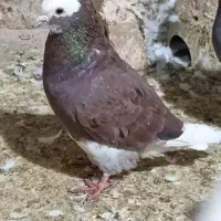 کبوتر نر گرفتنی