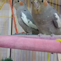 یه جفت عروس هلندی با قفس و لوازم|پرنده|فردیس, شهرک ارم|دیوار