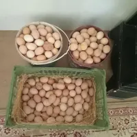 جوجه گوشتی ۲۰روزه|حیوانات مزرعه|سبزوار, رباط|دیوار