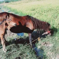 ماده یان وکره