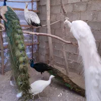 فروش طاووس بالغ وجوجه|پرنده|رشت, گلباغ نماز|دیوار