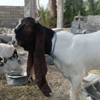 بز نر پتیری اصل|حیوانات مزرعه|چابهار, |دیوار