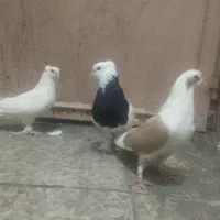 نر پشت زرد کربلایی ماده سفید ماده طوقی چاقچول