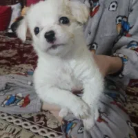 پاپی کوچولو